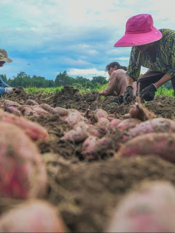 Chinese migrant workers return home as urban jobs grow scarcer (William Langley, FT, 19 April&nbsp;2026)